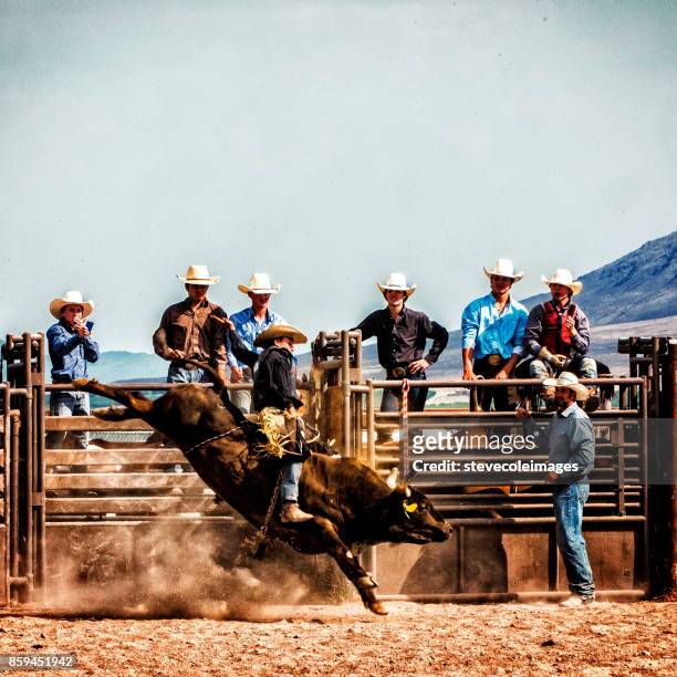 bull riding - rodeo bildbanksfoton och bilder