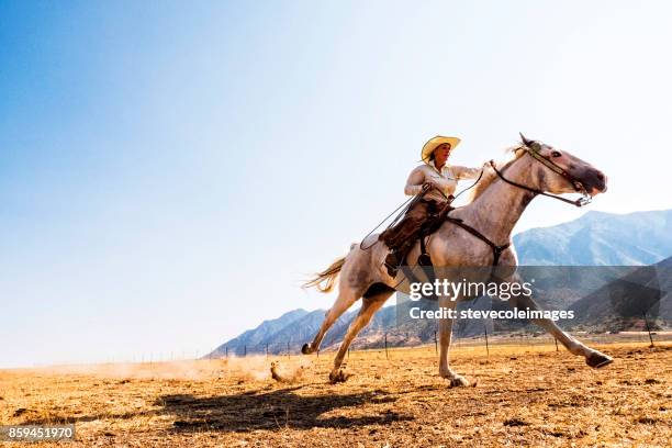 running horse - appaloosa stock pictures, royalty-free photos & images