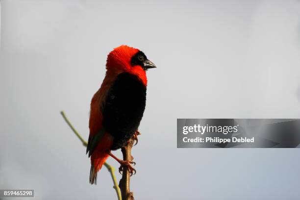 southern red bishop (euplectes orix) in the wild - euplectes orix stock pictures, royalty-free photos & images