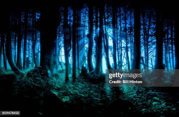 blue twilight forest - bill hinton stockfoto's en -beelden