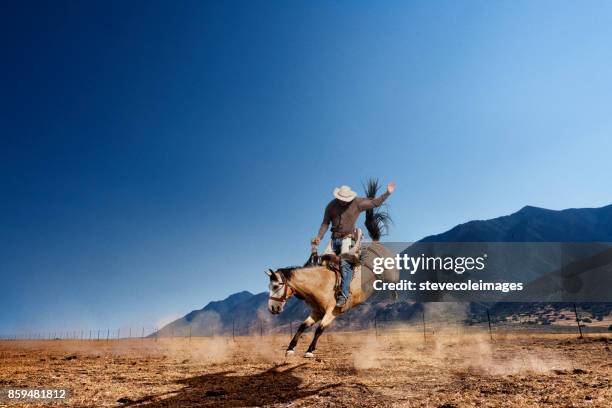 bockendes pferd - cowboy hat stock-fotos und bilder