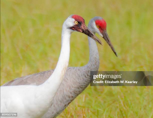 whooping crane and sandhill crane - whooping crane stock pictures, royalty-free photos & images