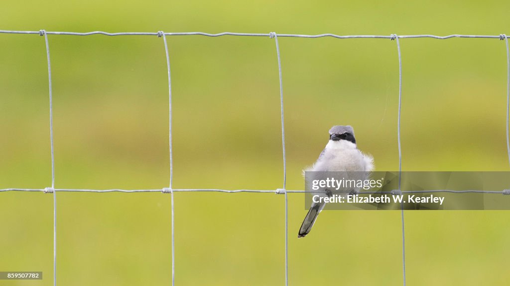Loggerhead Shrike