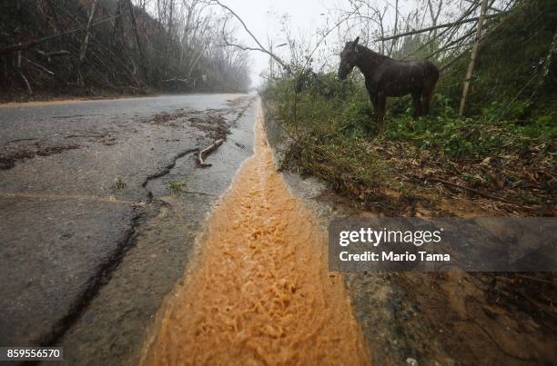 Horse stands along a roadside as rainwater flows more than two weeks after Hurricane Maria hit the island, on October 9, 2017 in Jayuya, Puerto Rico....