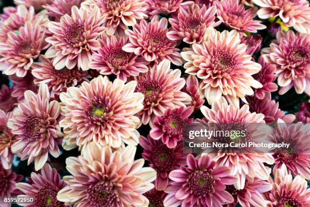 pinkish purplish chrysanthemum flower - chrysanthemum fotografías e imágenes de stock