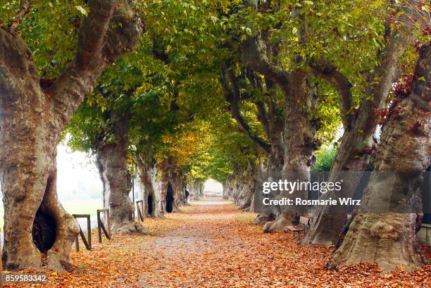 avenue with centenary plane trees - plane trees stock pictures, royalty-free photos & images