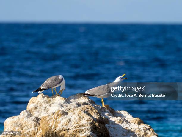 profile gulls on a rock with the blue water turquoise of the sea of bottom. tabarca island in alicante, valencian community, spain. - tabarca stock pictures, royalty-free photos & images