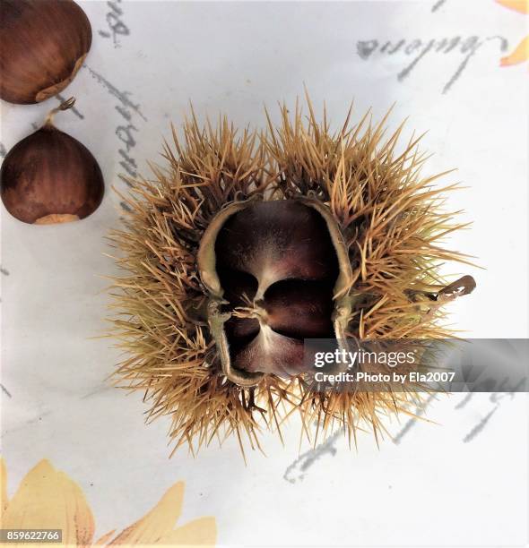 Identify Chestnuts Shell Chestnut Shell Photos and Premium High Res Pictures - Getty Images