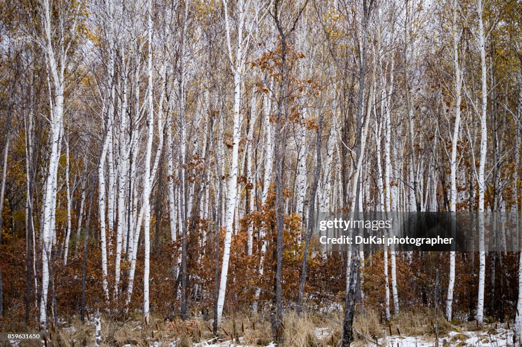 Birch trees in Xiao Hinggan Mountains ，Heilongjiang province，china