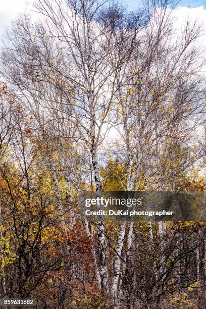 birch trees in xiao hinggan mountains ，heilongjiang province，china - vårtbjörk bildbanksfoton och bilder