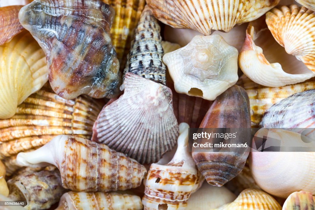 Seashell close up