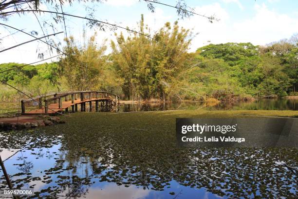 lake bridge - a perfect place to rest. - porto alegre stockfoto's en -beelden