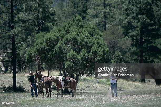 Springerville Animal 14 South Fork Canyon Springerville Stock Photos, High-Res Pictures, and ...