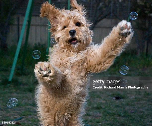 cute brown fluffy dog (breed is cavoodle) jumping to catch bubbles. - dog jumping stockfoto's en -beelden