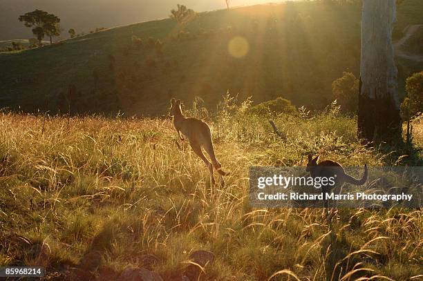 urambi roos - canberra fotografías e imágenes de stock