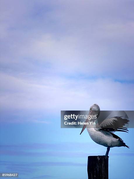 pelican on a pole with blue sky - perch stockfoto's en -beelden