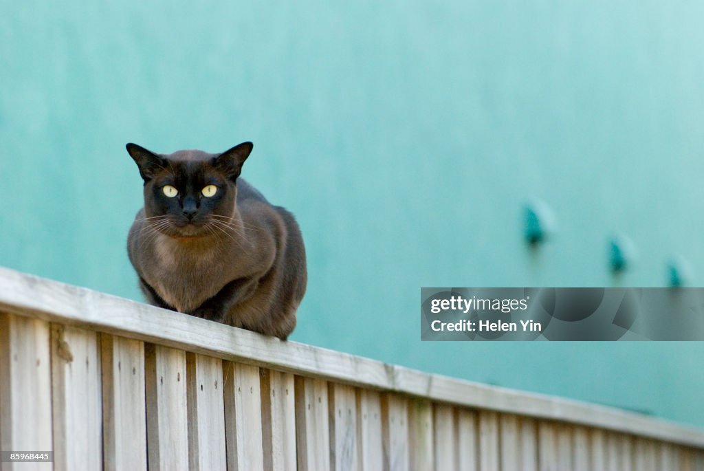 Siamese cat sitting on fence with blue wall