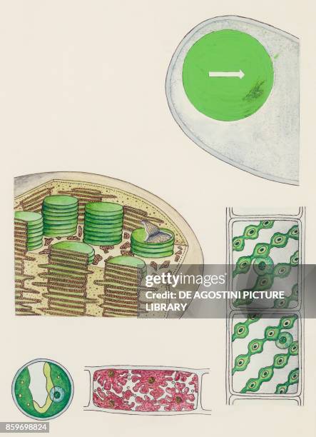 Chlorophyll and photosynthesis, drawing.