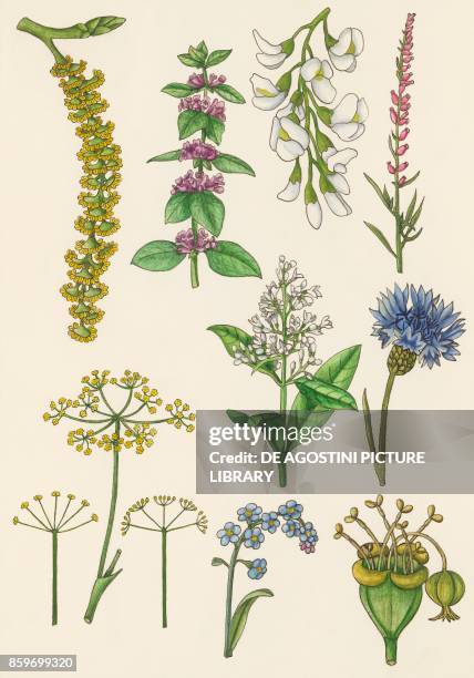 Different Inflorescence Classification Inflorescence Types