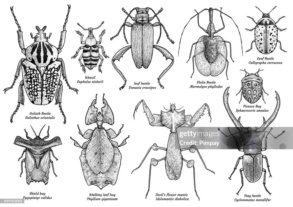 Vee Insect Group Of Exotic Insect Illustration Drawing Engraving Ink Line Art ...