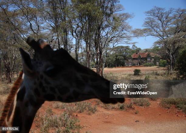 The shilouette of a giraffe in front of the Giraffe Manor Hotel on March 20, 2009 in the giraffe park Nairobi, Kenya.