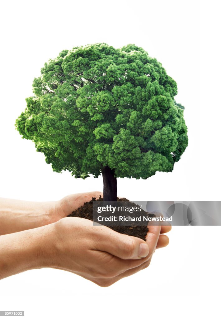Tree Safe Hand Tree Growing In Protecting Hands High-Res Stock Photo - Getty Images