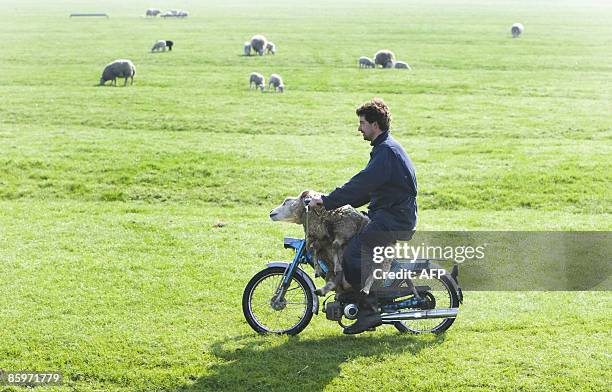 Sheepkeeper Nick Honig from the Dutch village of Stompetoren gives a lift to a sheep, back to her lambs, on his mobylette scooter on April 14 2009....
