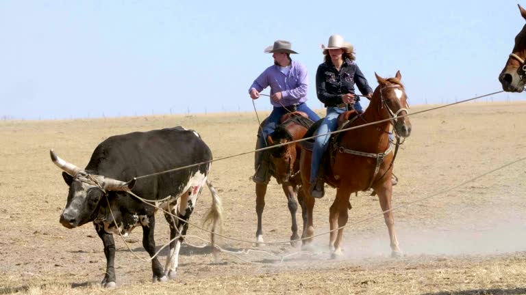 Bull Head Roping 222 Bull Mounting Cow Stock Videos, Footage, & 4K Video Clips - Getty ...