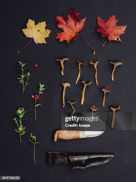autumn leaves mushrooms lingonberry nature background studio shot - cantharellus tubaeformis stock pictures, royalty-free photos & images