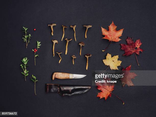 autumn leaves mushrooms lingonberry nature background studio shot - cantharellus tubaeformis stock pictures, royalty-free photos & images
