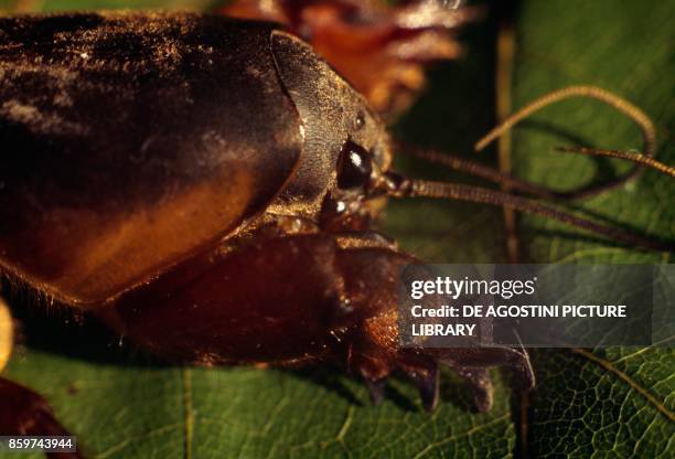Mole cricket , Gryllotalpidae.