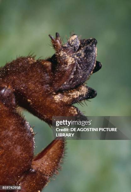 The fossorial limb of a mole cricket , Gryllotalpidae.