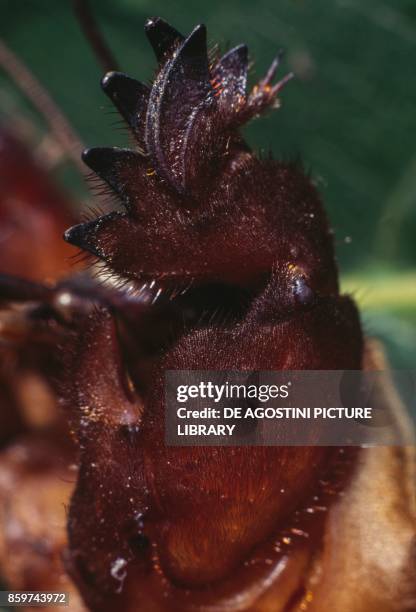 The whole fore fossorial leg of a European mole cricket , Gryllotalpidae.