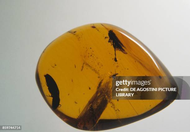 Amber block, containing a bluebottle fly, a beetle and in the middle a gnat with very long antennae.
