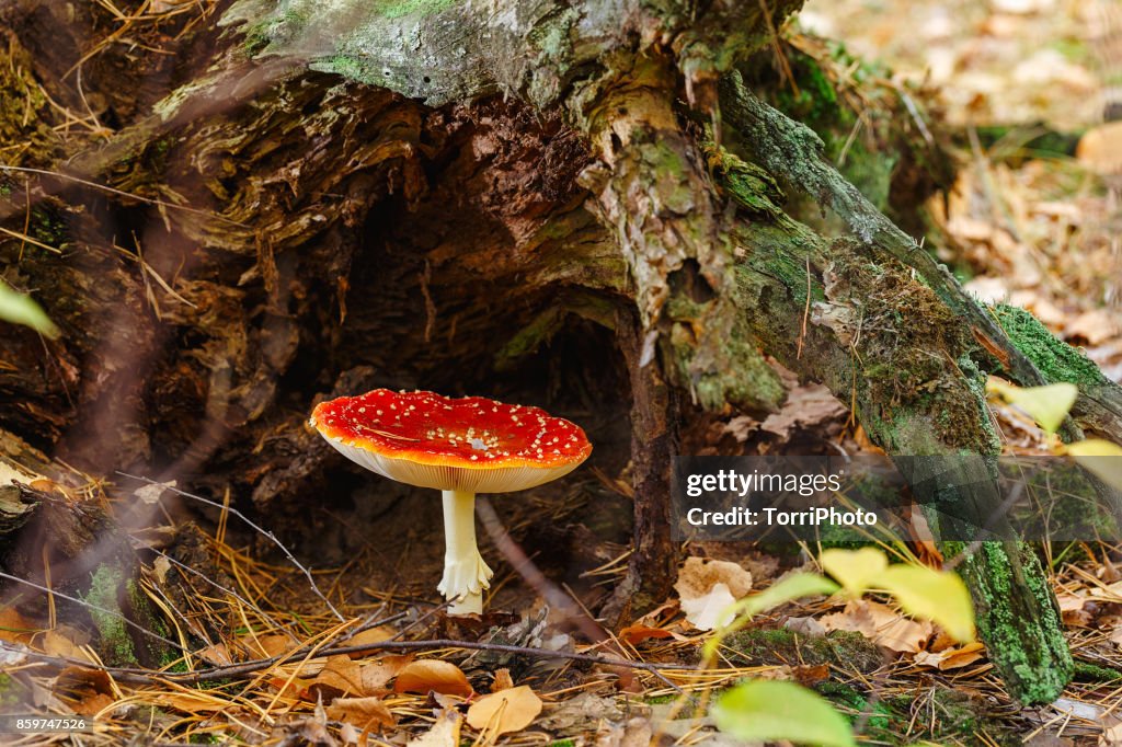 Fly agaric mushroom in the woods