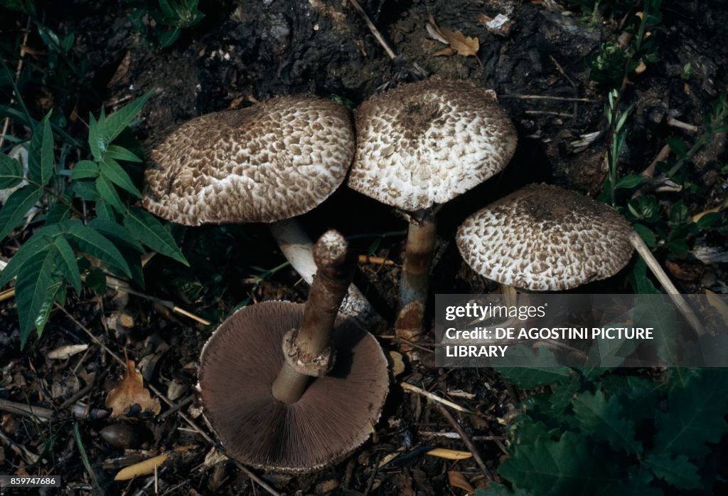 Four specimens of Scaly Wood Mushroom, Blushing Wood Mushroom or Pinewood Mushroom (Agaricus sylvaticus), Agaricaceae