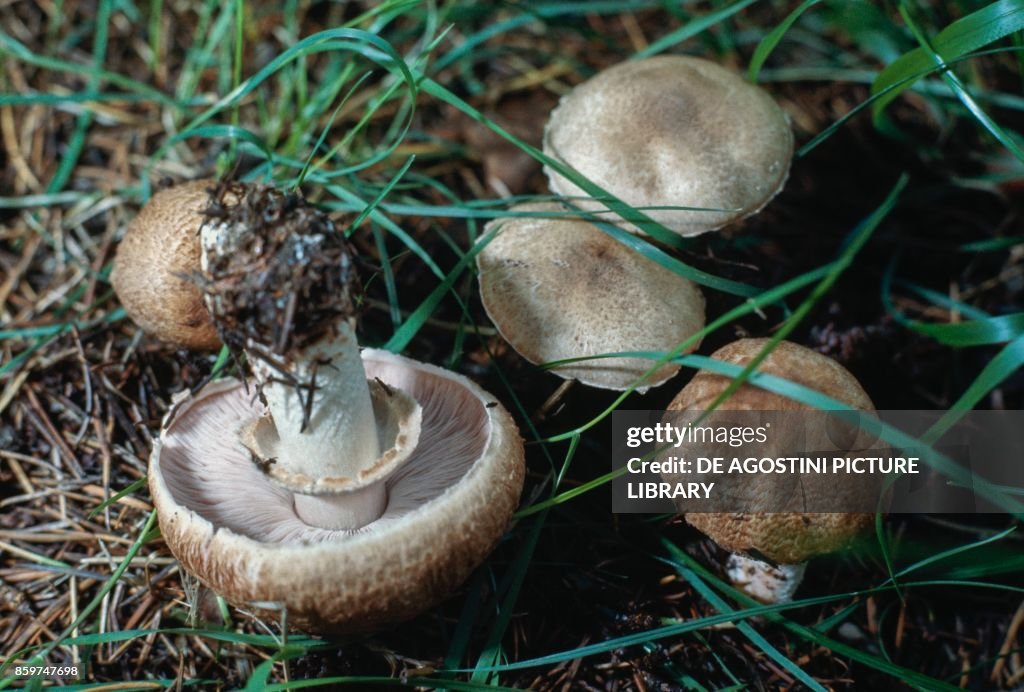 Five specimens of Scaly Wood Mushroom, Blushing Wood Mushroom or Pinewood Mushroom (Agaricus sylvaticus), Agaricaceae