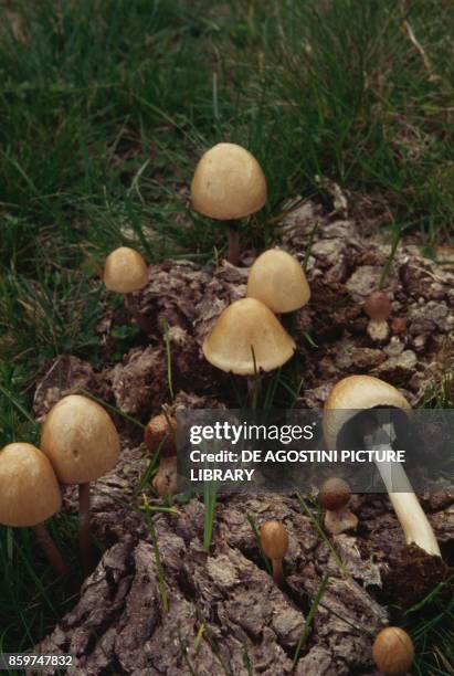 Some specimens of Anellaria separata or Panaeolus separatus , commonly known as shiny mottlegill, or egghead mottlegill, Bolbitiaceae.