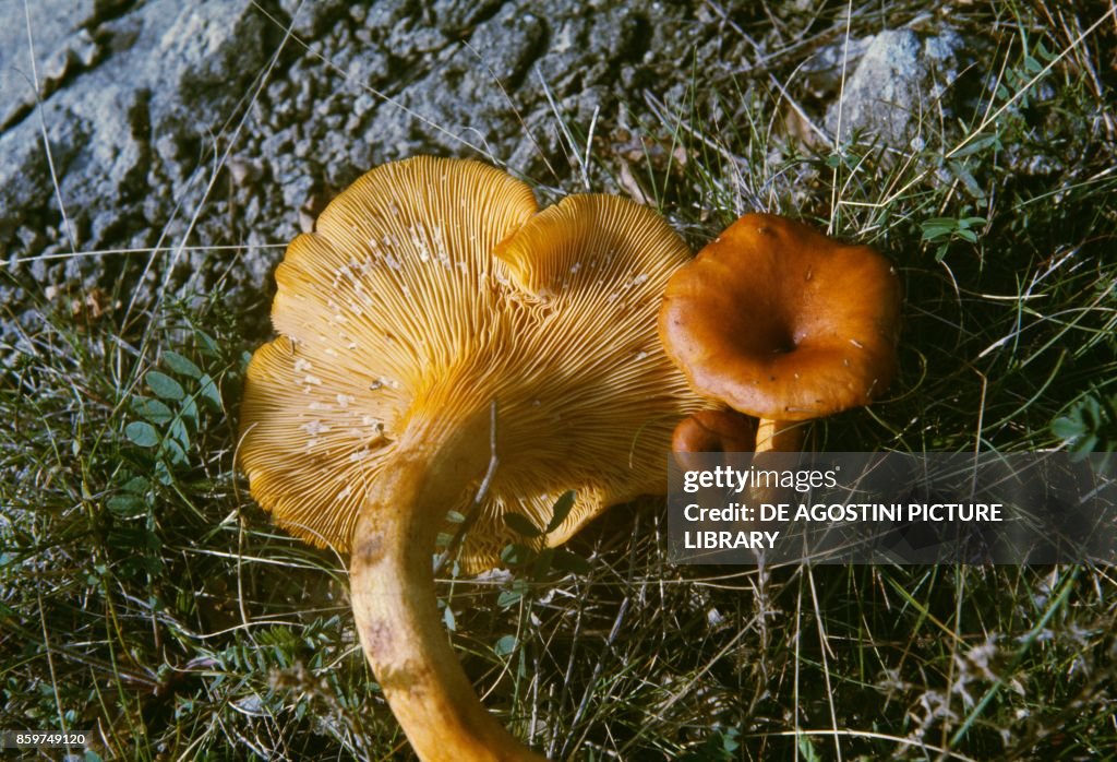 Jack-o'-lantern mushrooms (Clitocybe olearia or Omphalotus olearius), Paxillaceae