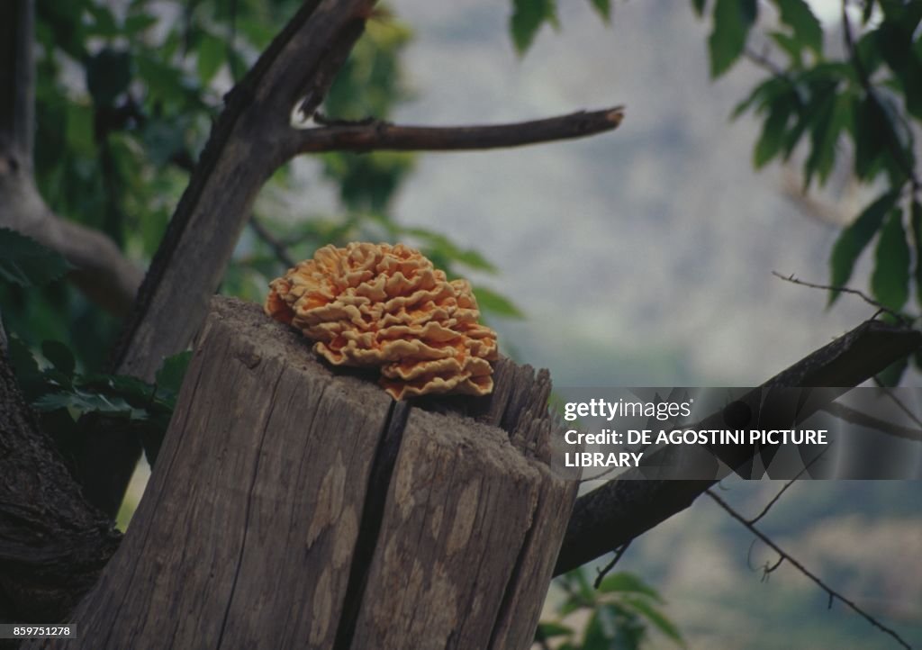 One specimen of crab-of-the-woods, sulphur polypore, sulphur shelf or chicken-of-the-woods (Polyporus o Laetiporus sulphureus), Polyporaceae