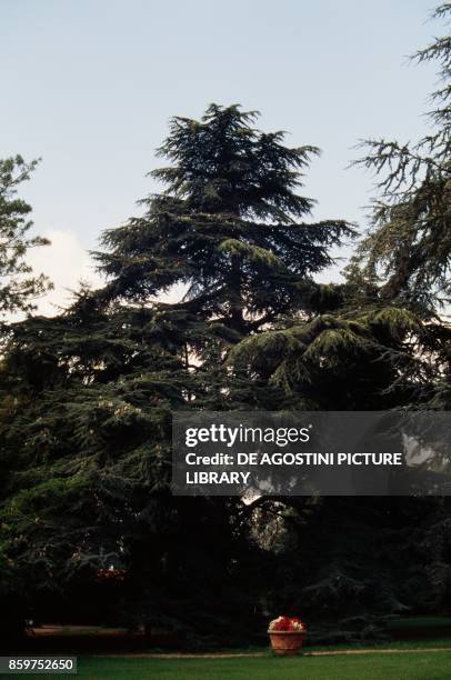 Cedar of Lebanon , Pinacee.