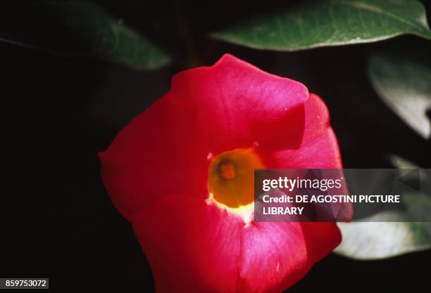 Brazilian jasmine , Apocinaceae.