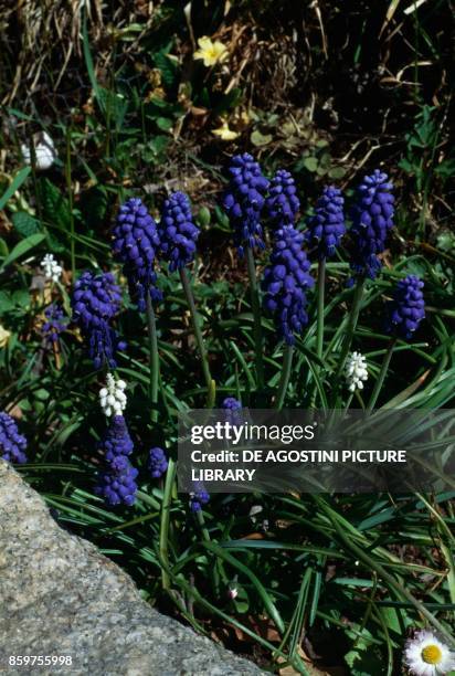 Armenian grape hyacinth or Garden Grape-hyacinth , Asparagaceae.