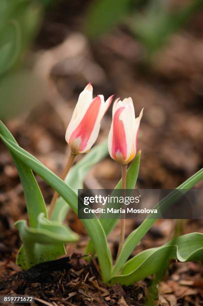 a pair of kaufmanniana hybrid tulips 'the first' - tulipa liliaceae kaufmanniana stock pictures, royalty-free photos & images