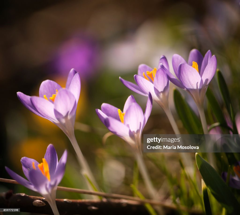 A Group of Amethyst-violet Crocus Flowers