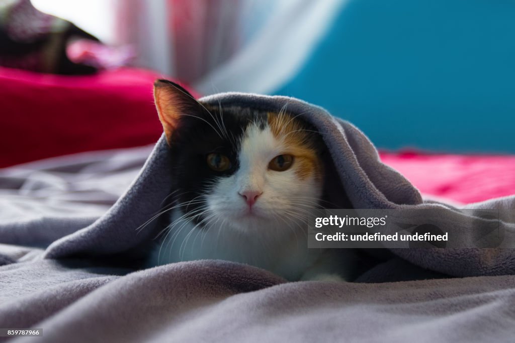 面白い眠いべっ甲猫は紫の毛布の下ベッドの上で休んでいます。
