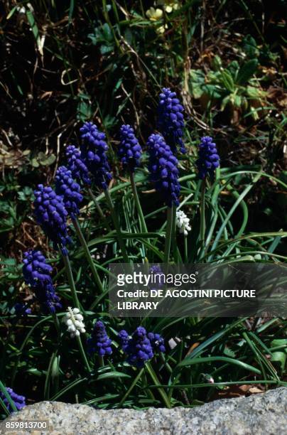 Armenian grape hyacinth or Garden Grape-hyacinth , Asparagaceae.