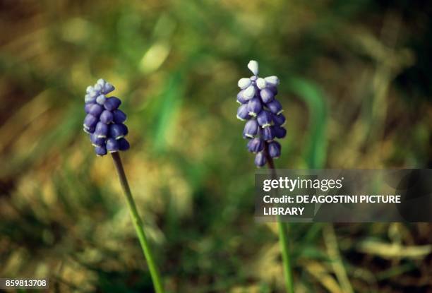 Armenian grape hyacinth or Garden Grape-hyacinth , Asparagaceae.