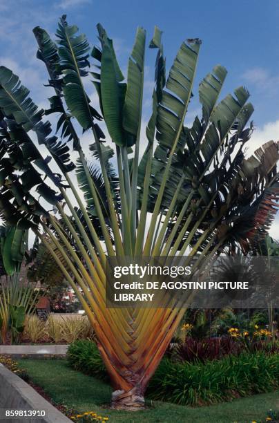 Traveler's tree or traveler's palm , Strelitziaceae, from Tenerife.