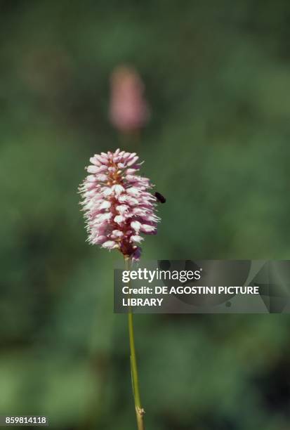 Bistort, common bistort, or meadow bistort , Polygonaceae.